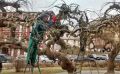 Одесские озеленители омолодили вековые софоры на Театральной площади