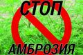 Амброзия начинает цвести в Одессе и области