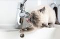 ���