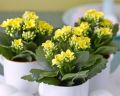 Невибагливі кімнатні рослини для дому і офісу